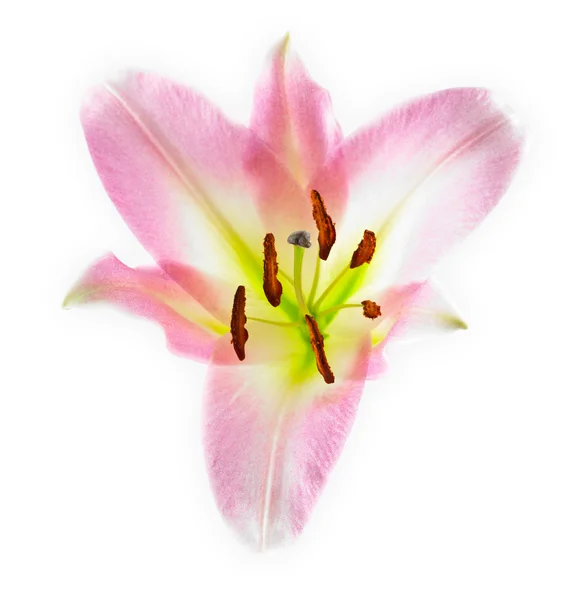 Close-up van lilly — Stockfoto