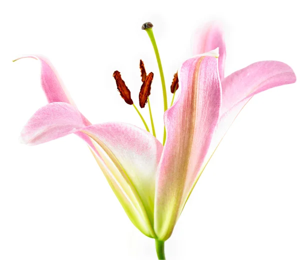 Detail lilly — Stock fotografie