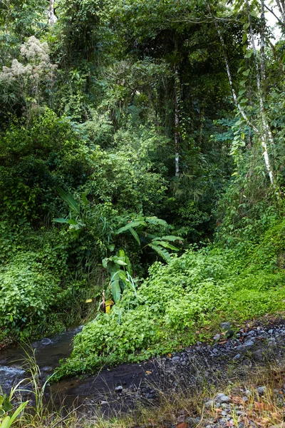 Dense forest — Stock Photo, Image