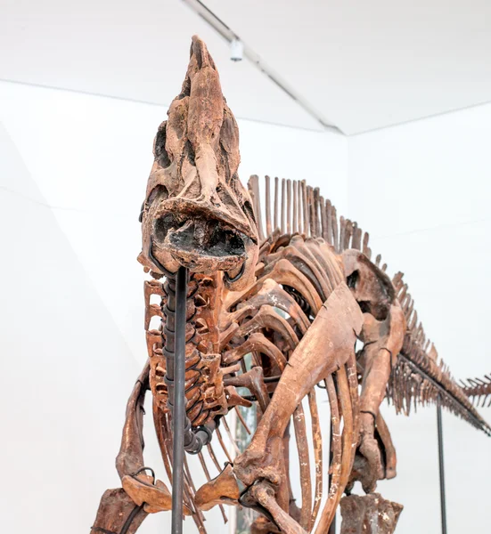 ไดโนเสาร์ — ภาพถ่ายสต็อก