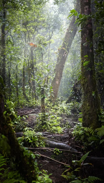 Forêt au printemps — Photo