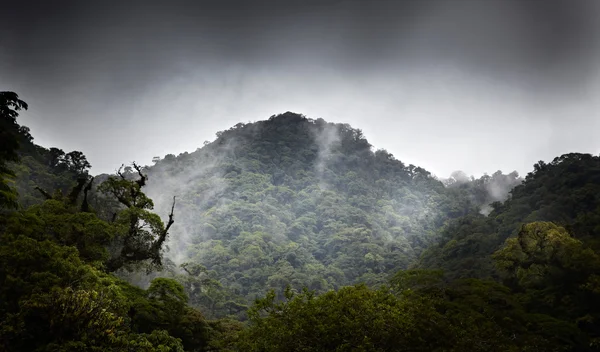 Hutan di tengah hujan — Stok Foto