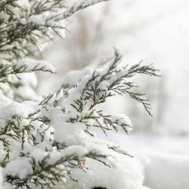 çam kaynaklanıyor karda