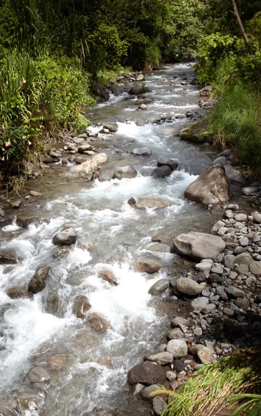 Clean creek — Stock Photo, Image