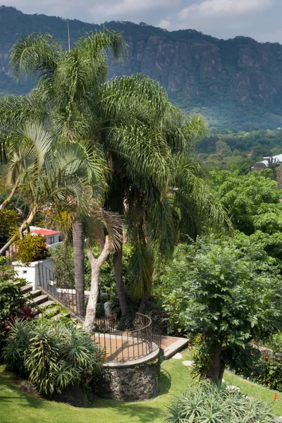 Palm tree — Stock Photo, Image