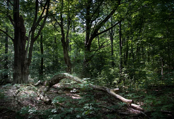 Forêt épaisse — Photo