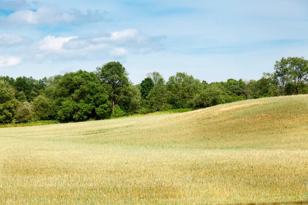 Tarweveld — Stockfoto