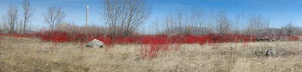 Field with red bushes — Stock Photo, Image