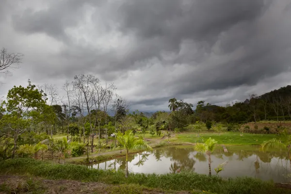 Prado verde — Fotografia de Stock