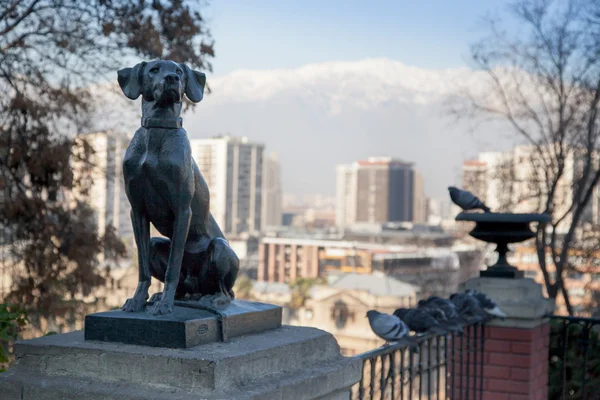 강아지의 동상 — 스톡 사진