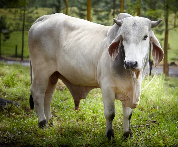 White bull — Stock Photo, Image