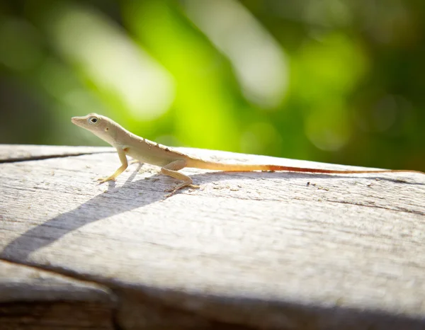 Small lizard — Stock Photo, Image