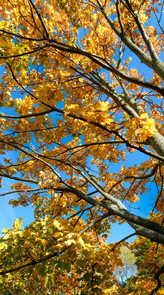 Yellow leaves — Stock Photo, Image