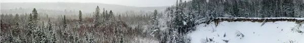 Forêt de pins d'hiver — Photo