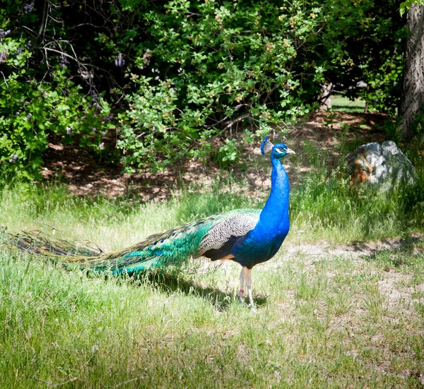 Pfau — Stockfoto