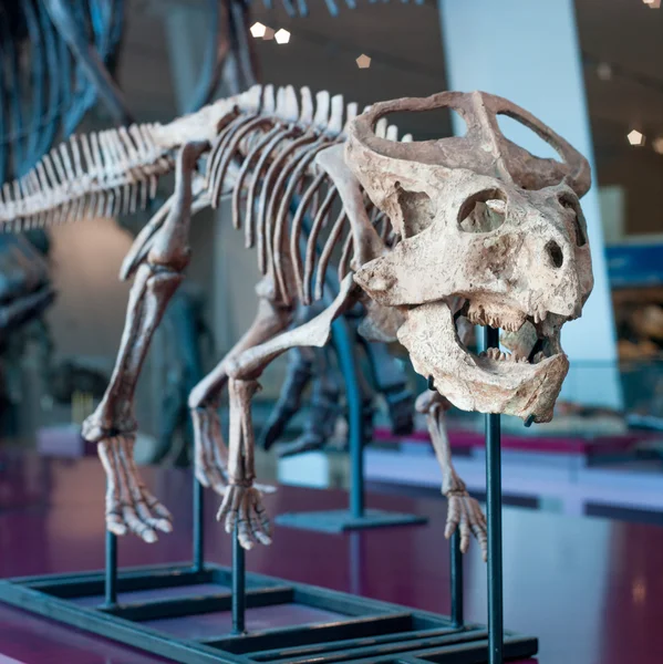 Esqueleto de dinosaurio — Foto de Stock