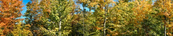 Herfstbos — Stockfoto