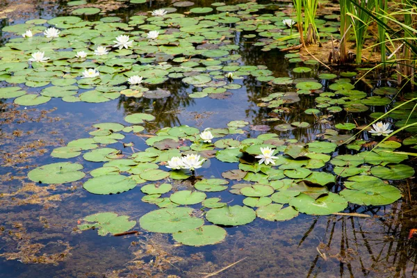 Vattenliljor — Stockfoto