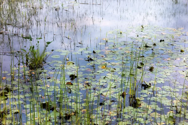 Waterlelies — Stockfoto