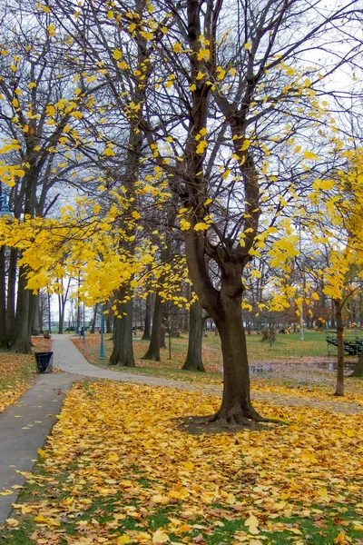 Autumn tree — Stock Photo, Image