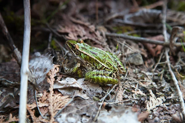 Sapo de cardo — Foto de Stock