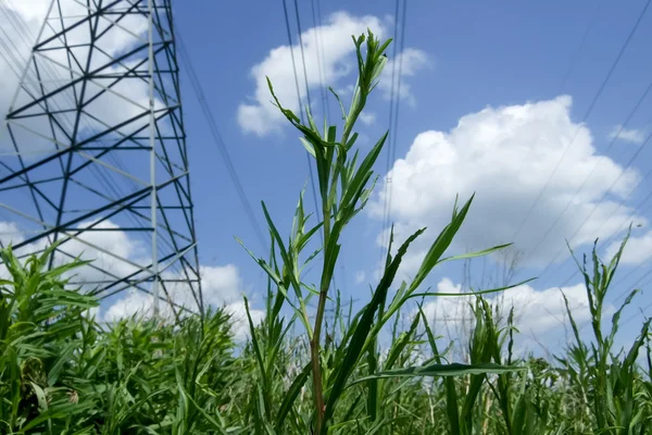 Fresh grass — Stock Photo, Image