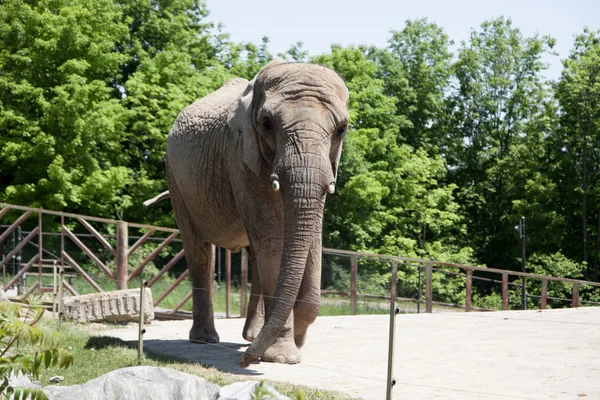 Elefante grande —  Fotos de Stock