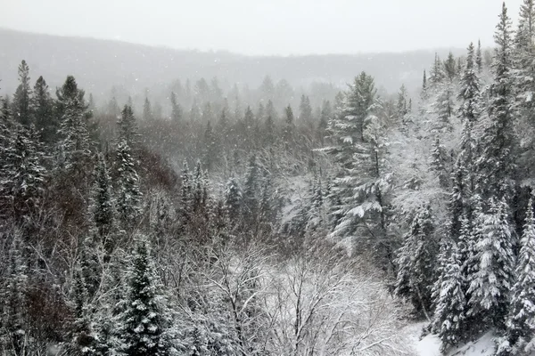 Kış çam ormanı — Stok fotoğraf