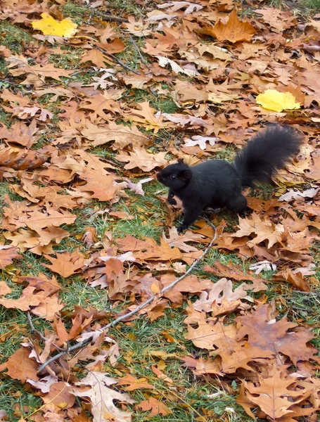 Black squirrel — Stock Photo, Image