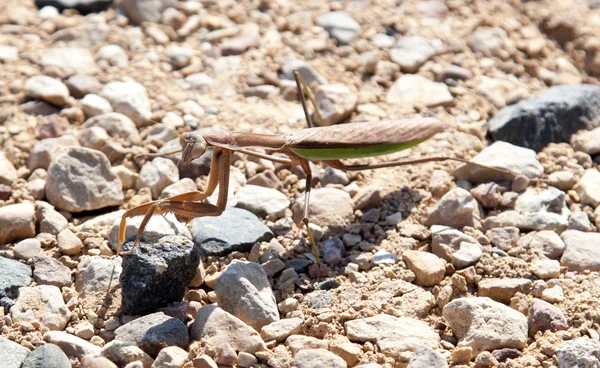 Mantide religiosa verde — Foto Stock