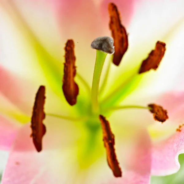 Lilies pestils — Stock Photo, Image