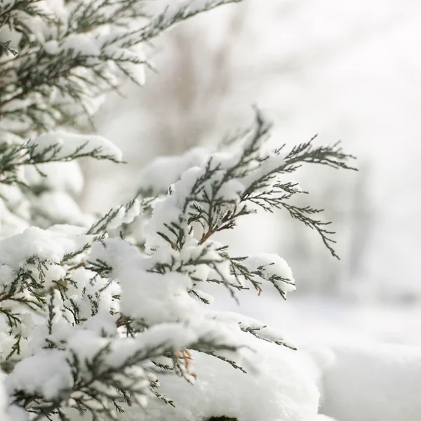 Pine stengels in sneeuw — Stockfoto