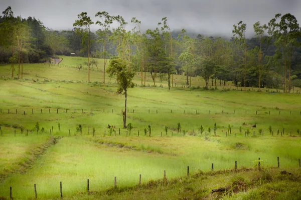 Empty green fields — Stock Photo, Image