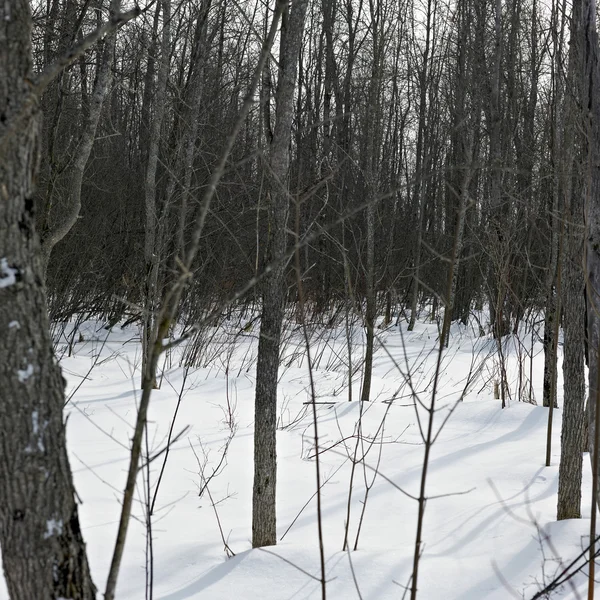 Forêt d'hiver — Photo