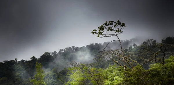 Foresta sotto la pioggia — Foto Stock