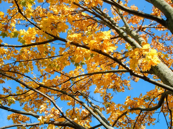 Yellow leaves — Stock Photo, Image