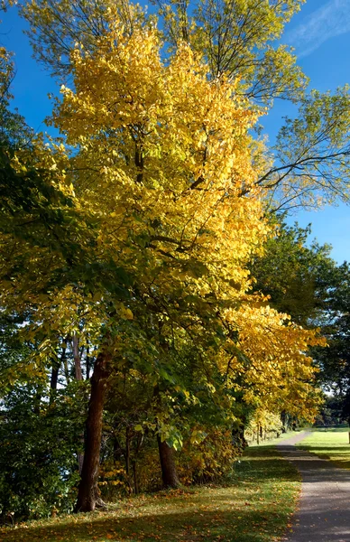 Autumn tree — Stock Photo, Image