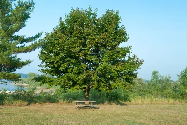Árvore com um banco — Fotografia de Stock