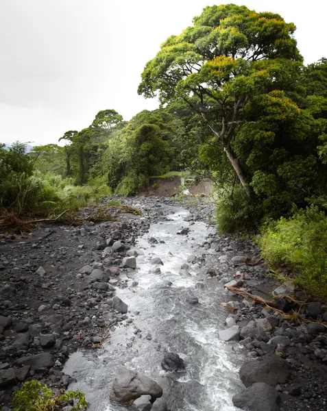 Creek med skog — Stockfoto