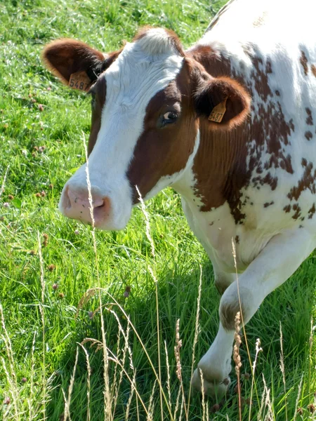 Curious dairy cow — Stock Photo, Image