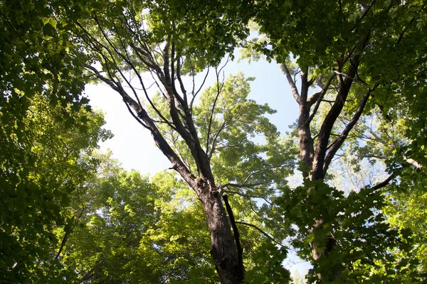 Treetops en el parque — Foto de Stock