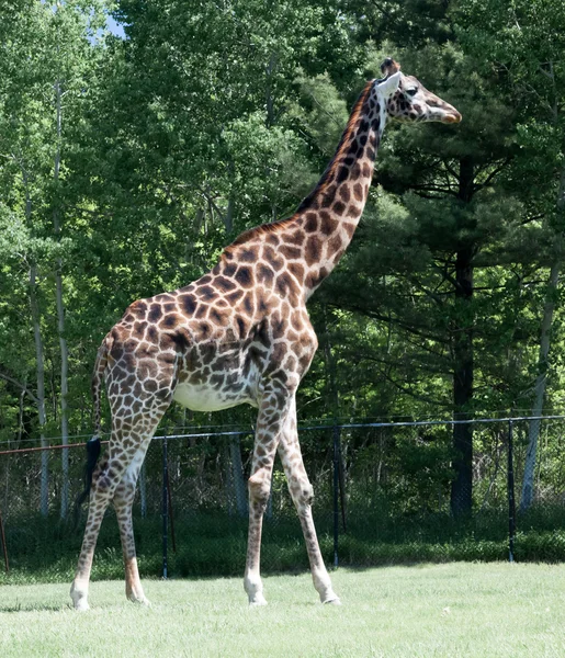 Jirafa en zoológico — Foto de Stock