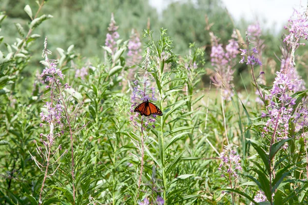 Batterfly in paarse bloemen — Stockfoto