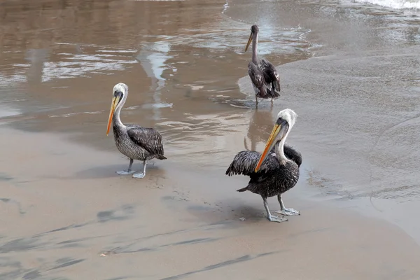 Pelicans — Stock Photo, Image