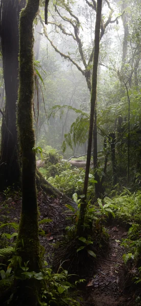 Bosque mágico — Foto de Stock