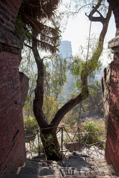 Double tree trunks — Stock Photo, Image