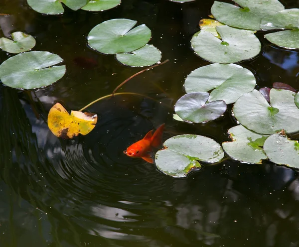 Pez dorado — Foto de Stock