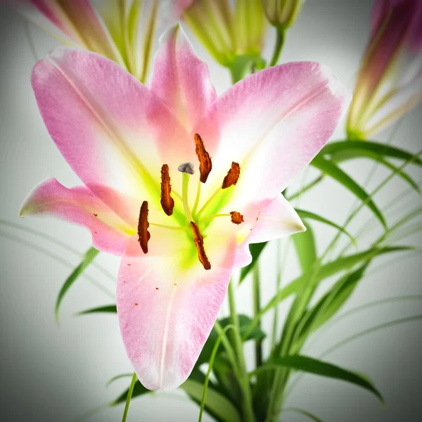 Roze lilly — Stockfoto