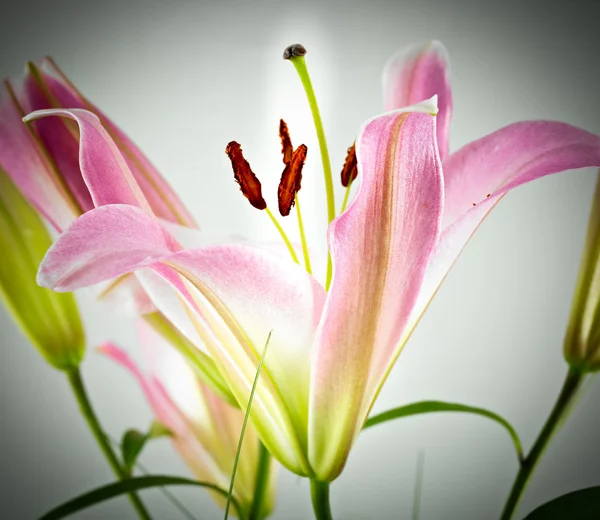 Pink  lilly — Stock Photo, Image