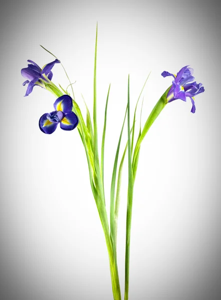 Violette bloemen — Stockfoto
